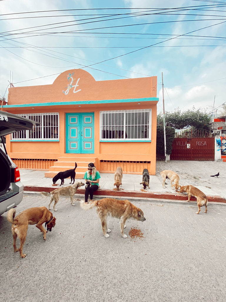 Feed Street Dogs Guatemala Donate COVID Corona Relief Fund