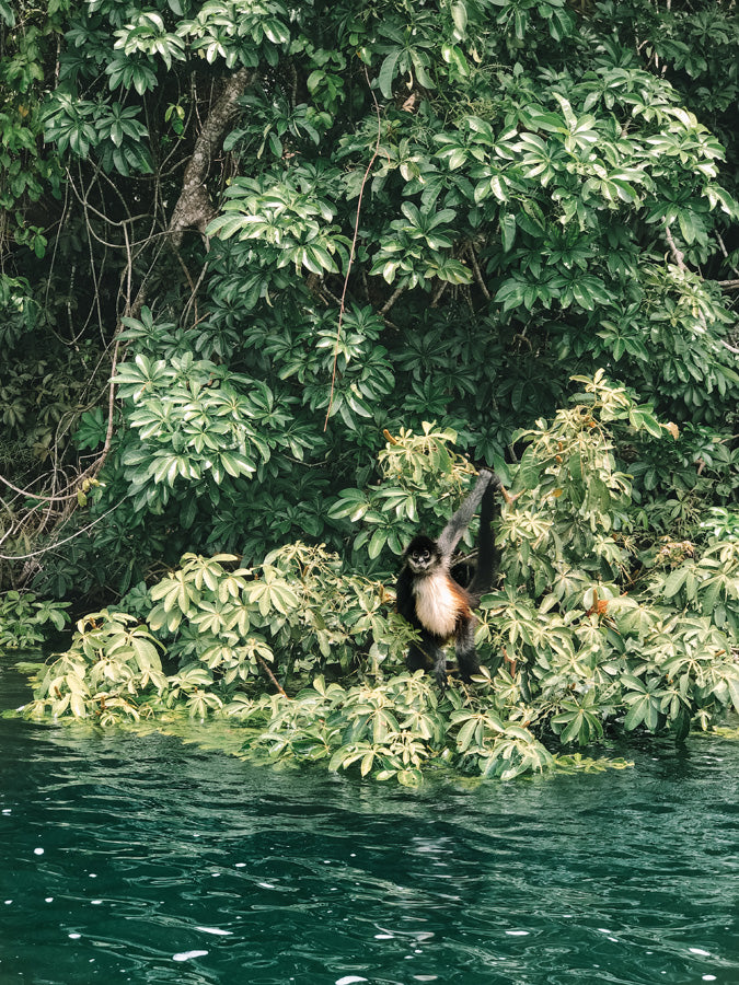 Monkey hangs off of branch into lake from dense patch of vegetation on the shore, ecotourism, ecotourism guatemala, best hotel views in Guatemala, ecohotels