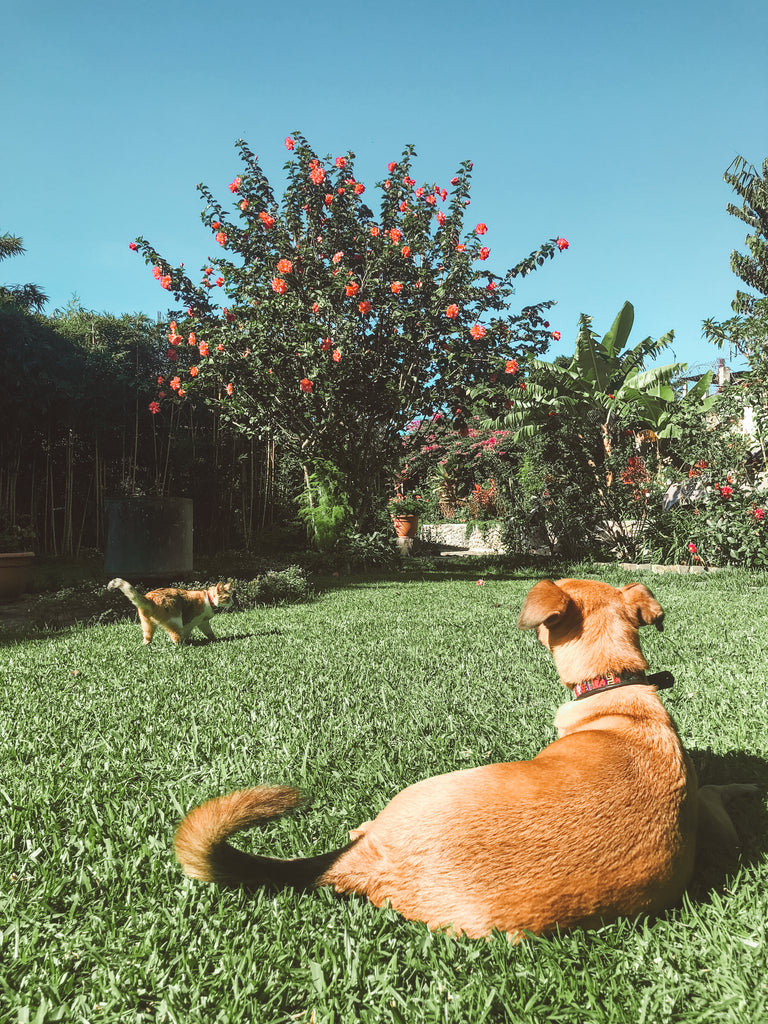 hiptipico office, lush garden, dog and cat playing, relaxing lunch break, office pets