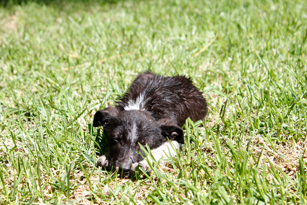 border collie adoption, border collie rescue dog, dog adoption, adopt don't shop, adopt a dog, adopt a stray dog, help dogs, puppy adoption