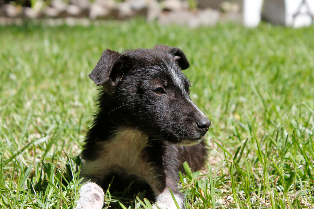 border collie adoption, border collie rescue dog, dog adoption, adopt don't shop, adopt a dog, adopt a stray dog, help dogs, puppy adoption