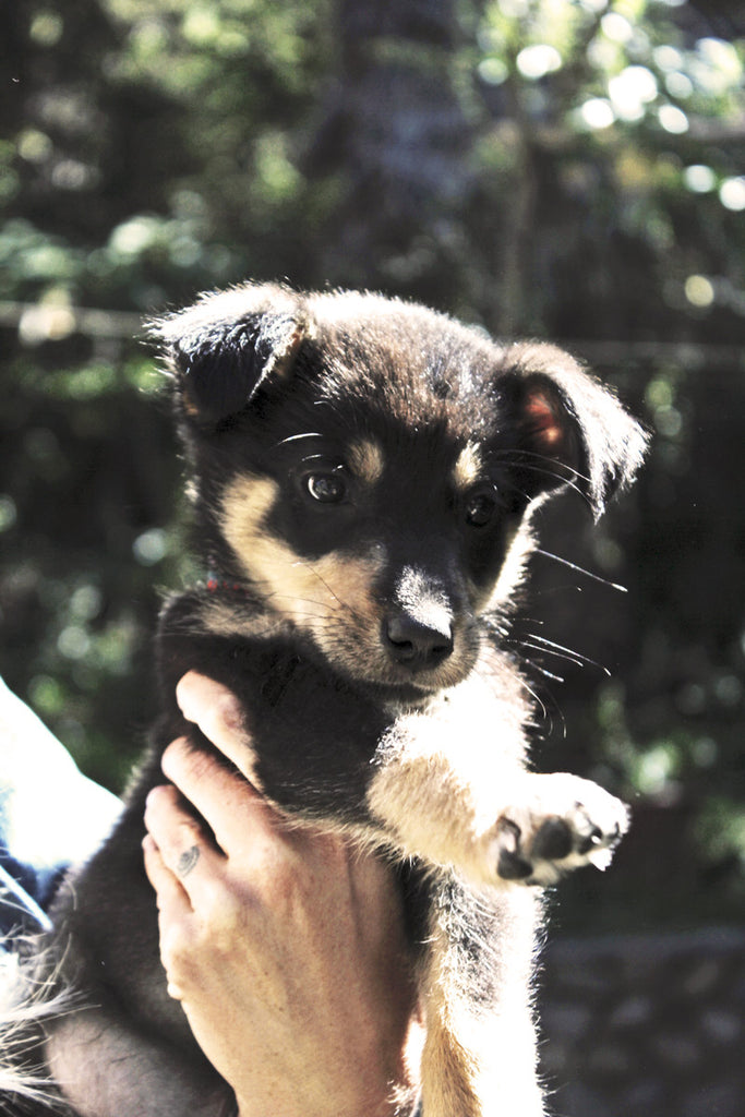 Collars for a cause, ayuda clinic lake Atitlan, dog adoption, adopt don't shop, adopt a dog, adopt a stray dog, help dogs, puppy adoption, Guatemala street dogs, save a puppy, puppies from Guatemala