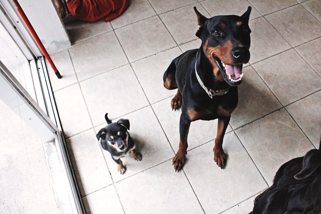 hiptipico dogs, doberman, happy but fierce, office dog, guard dog