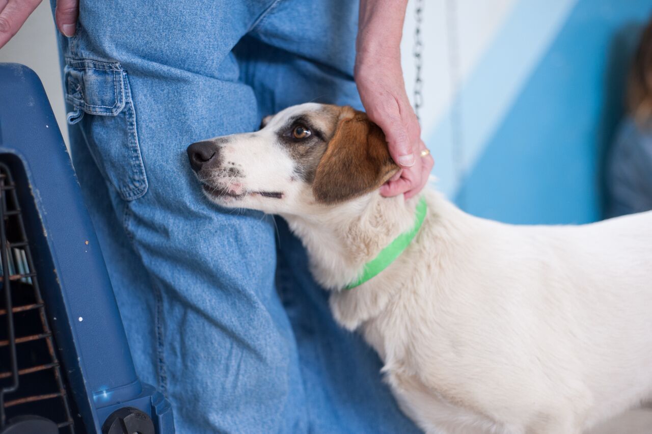 dog, Guatemala, ayuda animal clinic, hiptipico