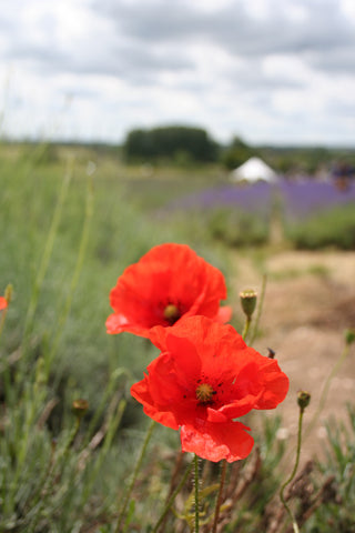 poppies at hitchin lavendar