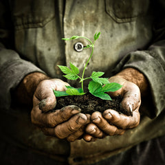 Hands holding dirt and plant