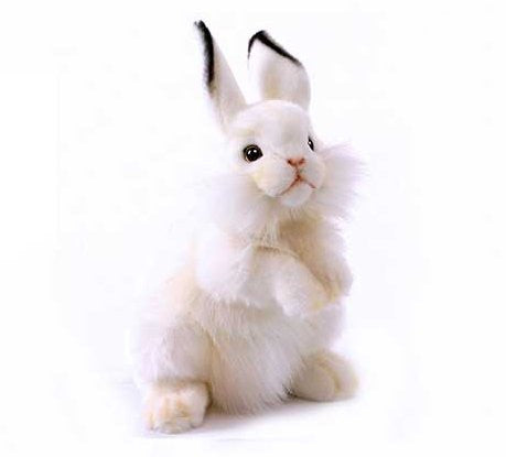 "Mr. Bunnsy" Bunny Rabbit