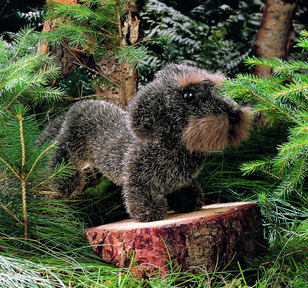 "Zausel" Dachshund
