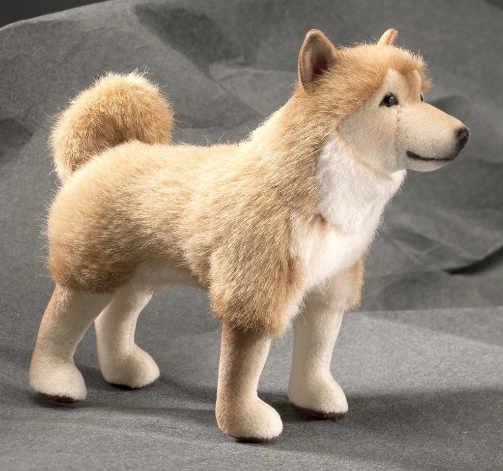 "Tenshi" Mini Shiba Inu