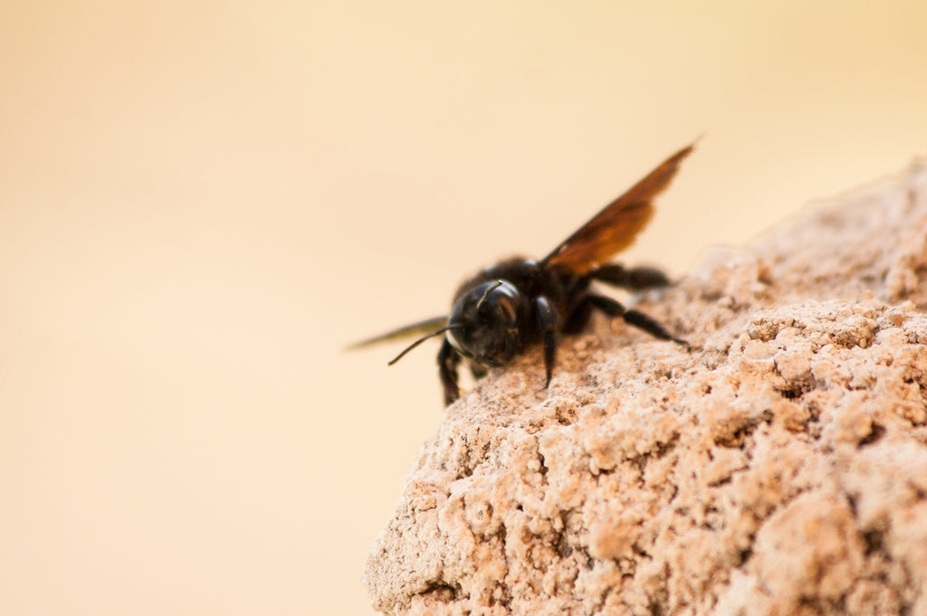 Carpenter Bees at Night