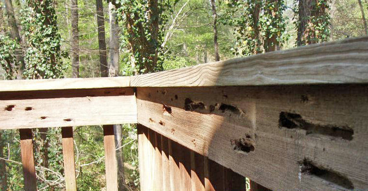 Carpenter Bee Damage Repair