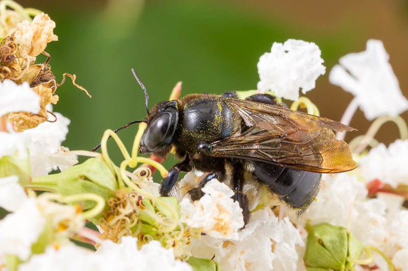 Southern Carpenter Bee - Xylocopa Micans - Southern US