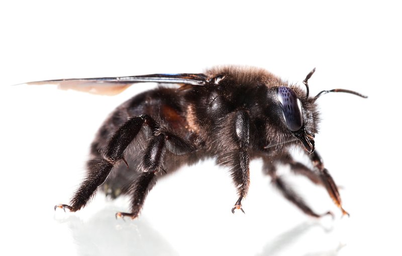 Black and shiny Carpenter Bee