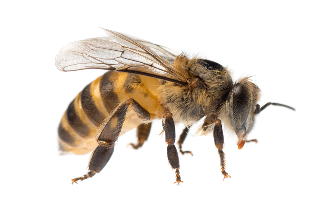 Pollinating Honey Bee
