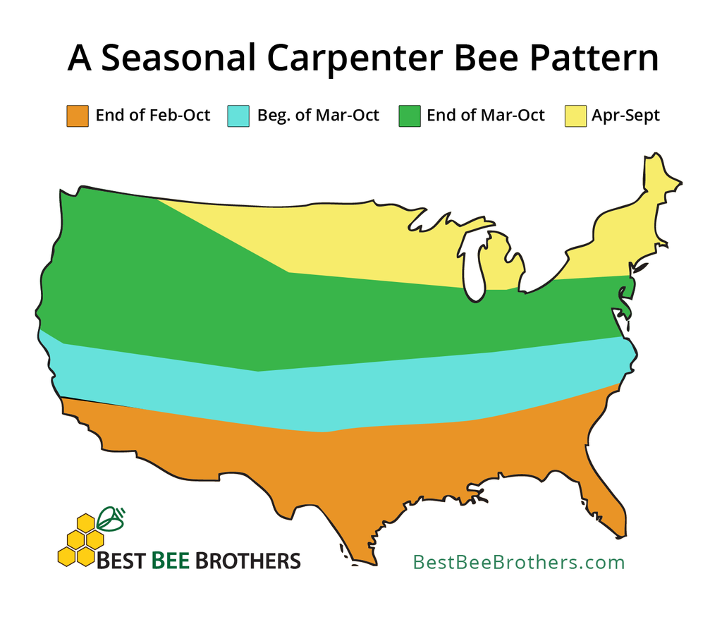 Seasonality of Carpenter Bees by State - US Map