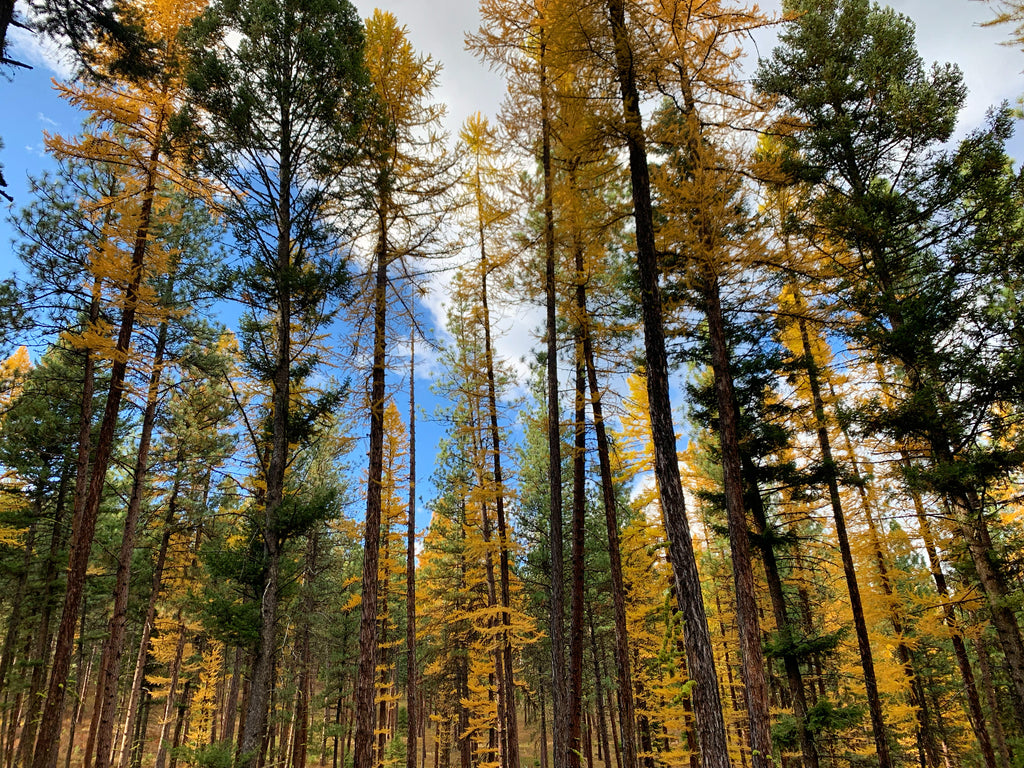 Larch trees turning yellow in the fall time