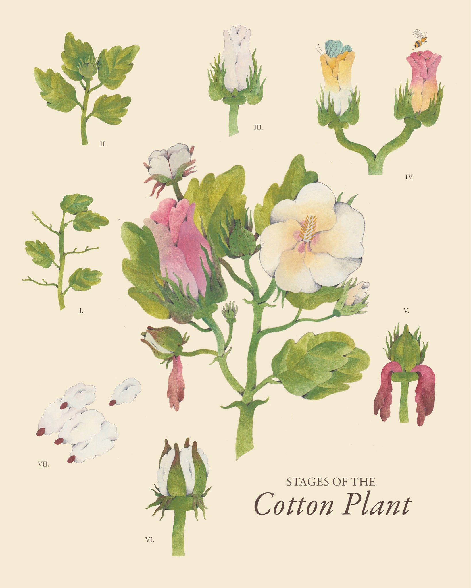 Stages of the Cotton Plant