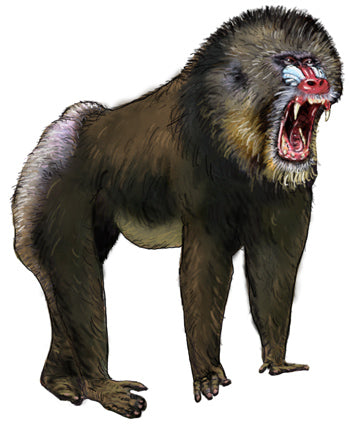 Madrill Baboon