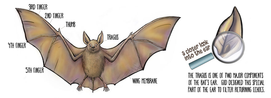 Bizzare Features of Bats