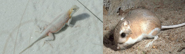 Bleached Earless Lizard and Kangaroo Rat