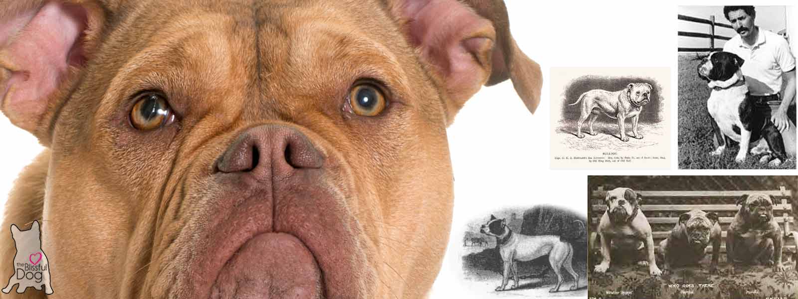 Leavitt Bulldog or Olde English Bulldogge