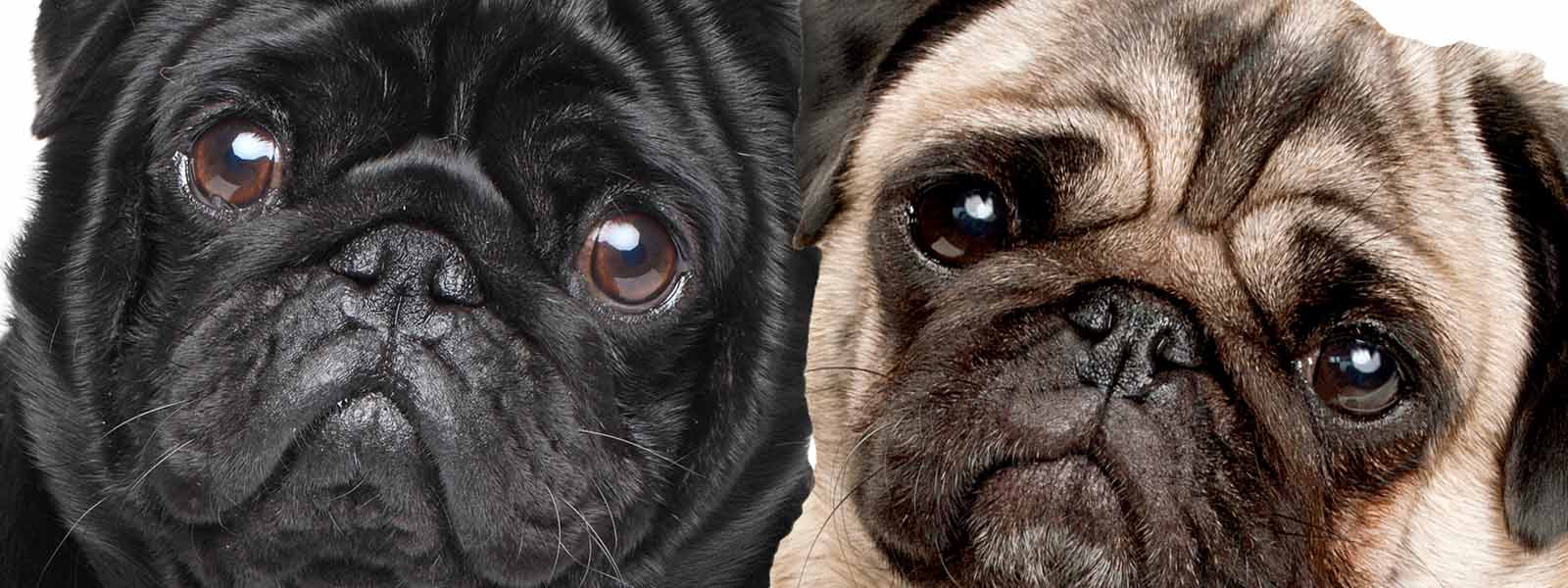 Black and fawn pug