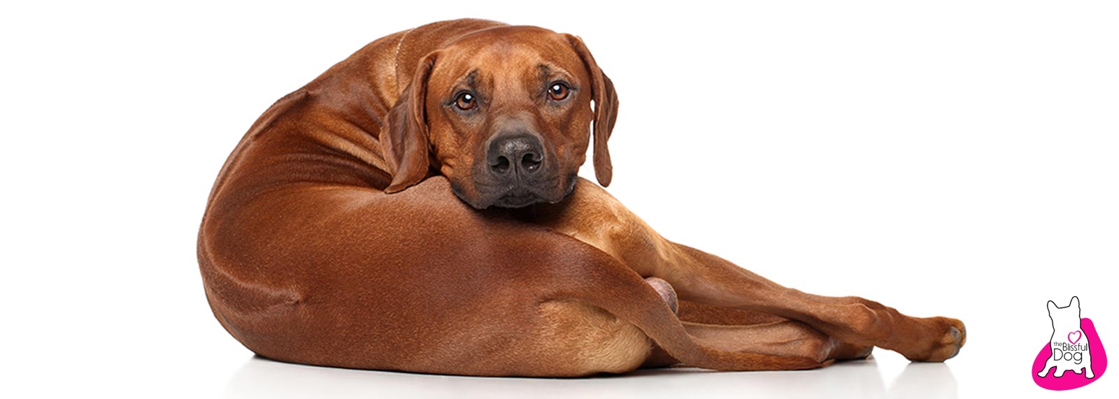 Rhodesian Ridgeback dog