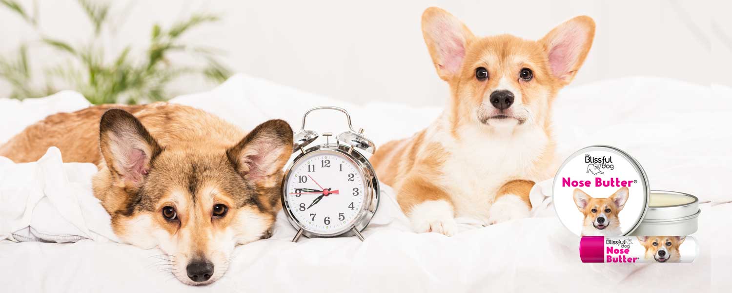 corgi nose butter time