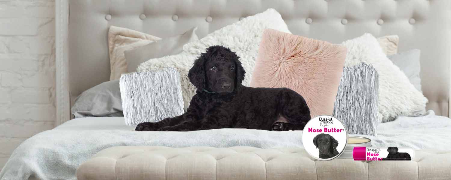 curly coated retriever in bed