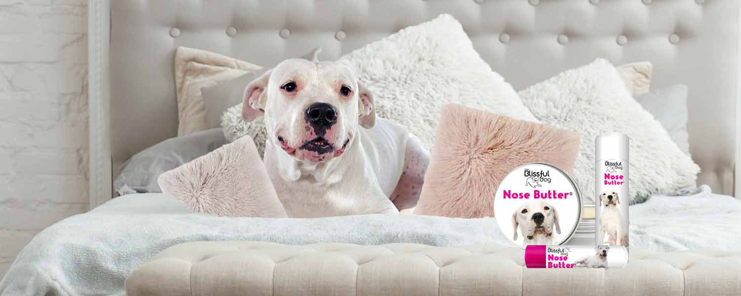 dogo argentino on bed