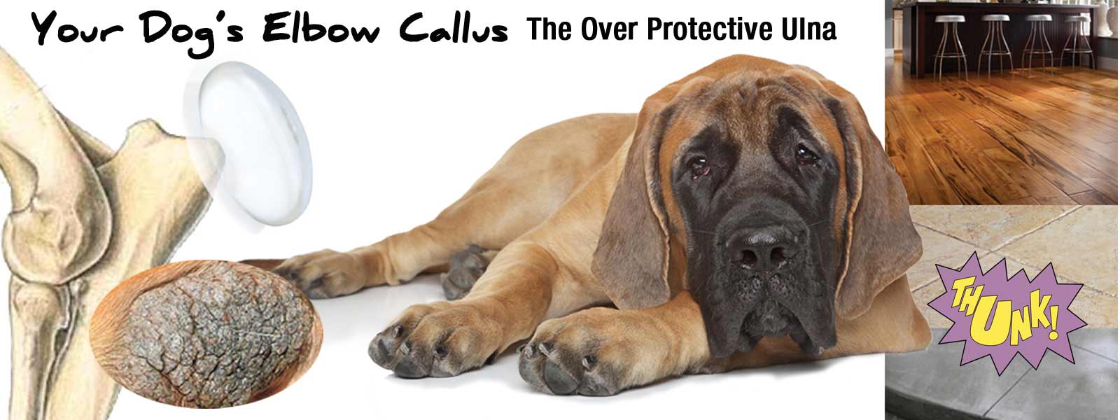 All The Scoop On Dog Elbow Callus Causes Care And How To Prevent Them