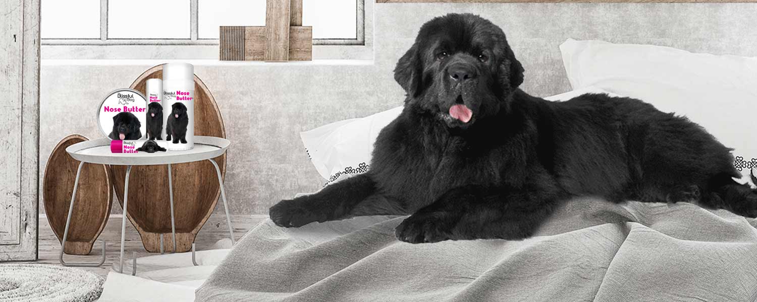 Newfoundland dog has dry nose