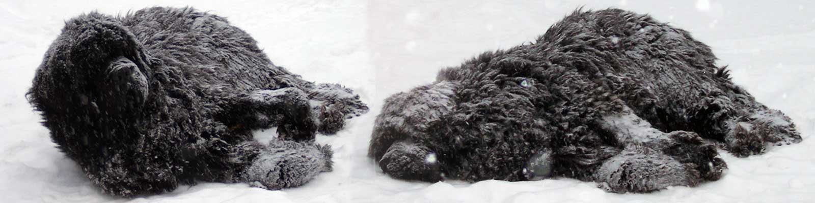 Newfoundland dog in snow