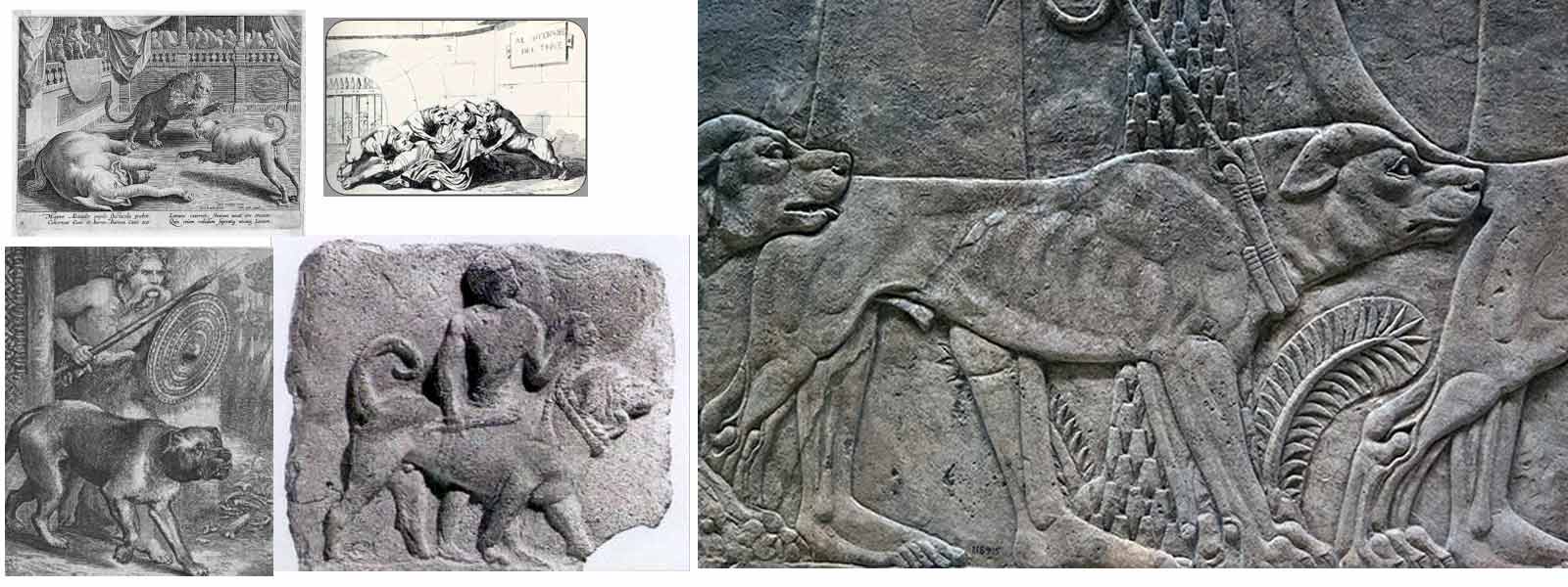 neapolitan mastiff history