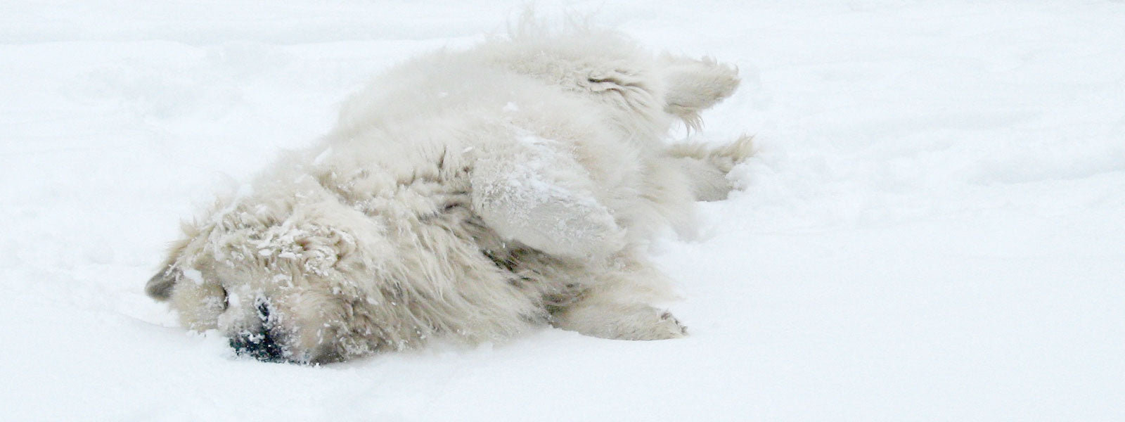 Great Pyrenees in Snow