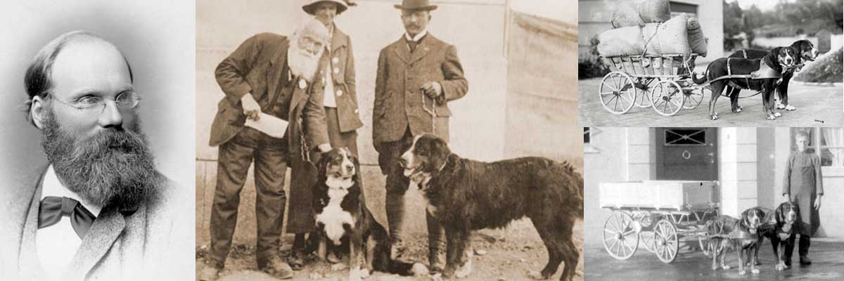 swiss mountain dogs history