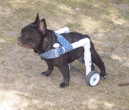 wheelchair French bulldog