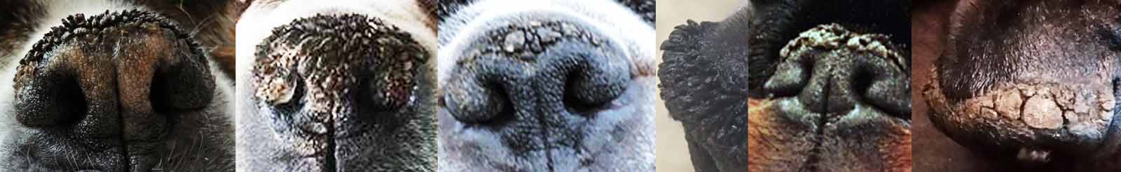 Nasal hyperkeratosis dog noses