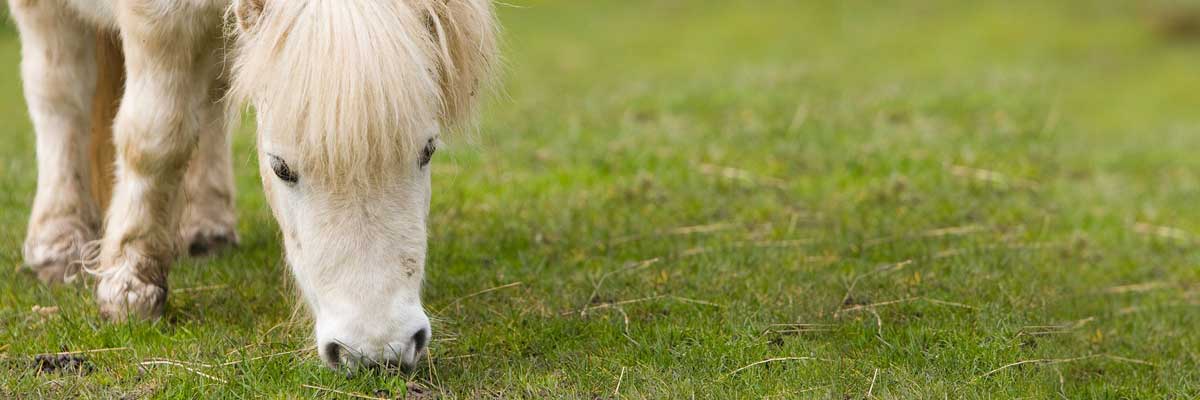 why-dogs-eat-horse-poo
