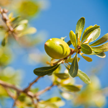 Argan fruit on a tree