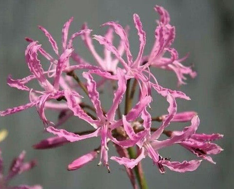 Image of Nerine undulata Crispa Group - Guernsey lily species