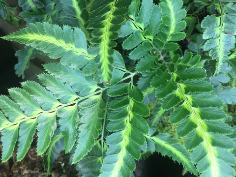 Image of Arachniodes simplicior ‘Variegata’ syn. Arachniodes aristata ‘Variegata’- Variegated Eastern Holly Fern
