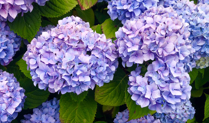 hydrangeas 