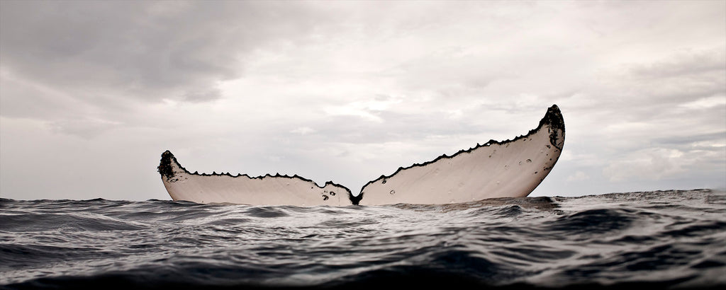 Bryant Austin Beautiful Whales Underwater Photography