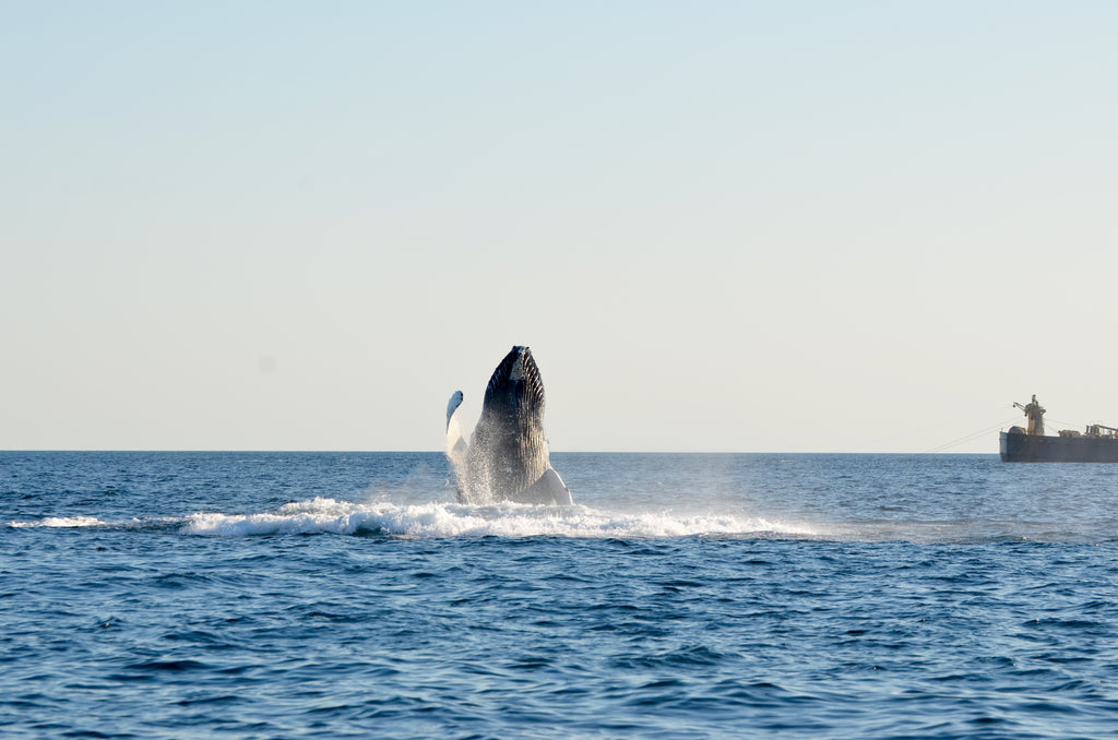 whale breaching water off of chatham ma
