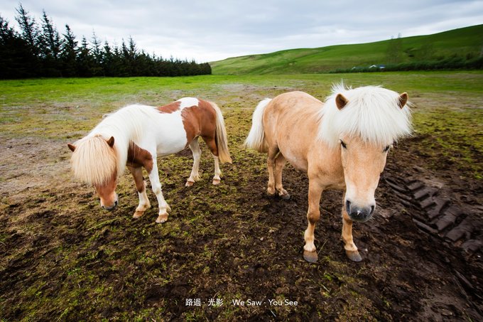 Iceland horse