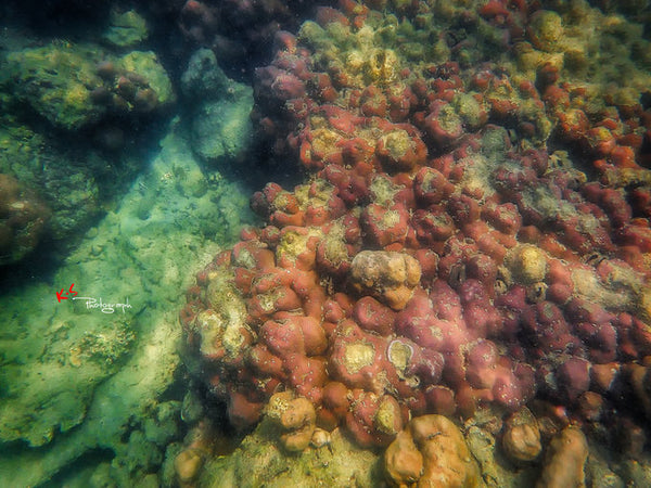 Snorkeling in phuket