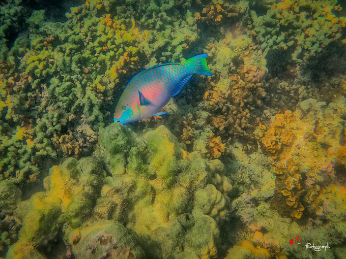 snorkeling