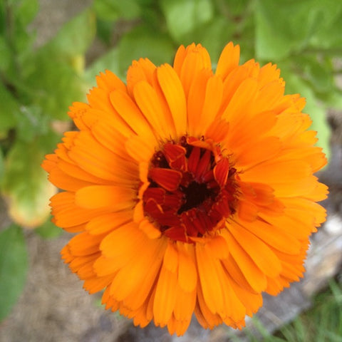 Calendula Flower