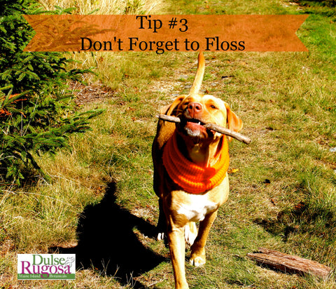 Beauty tips from dogs- flossing is important.